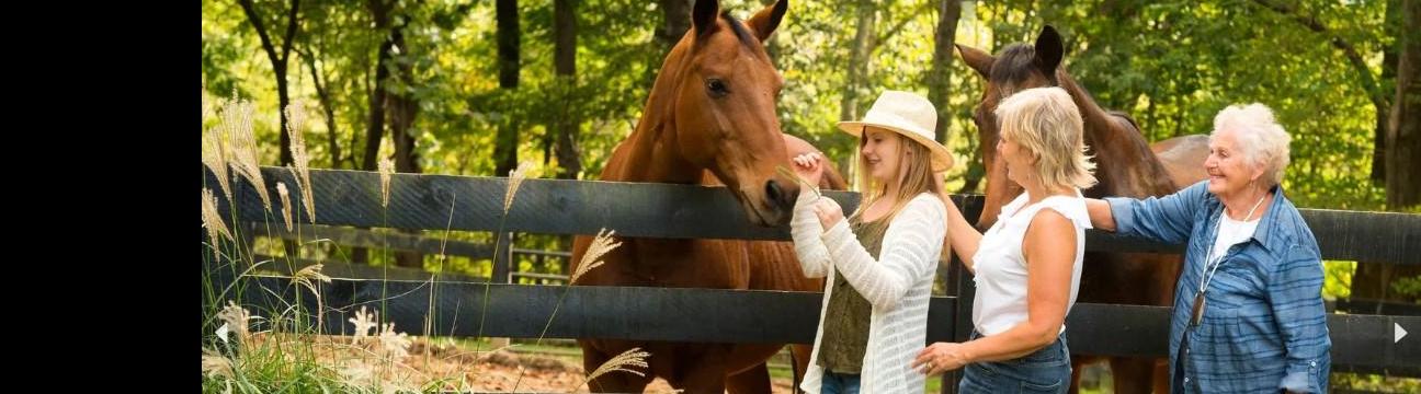 connectionsthroughhorses